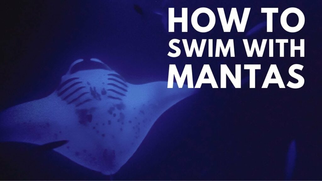 Manta Rays In Hawaii The Best Place To Safely Swim With Manta Rays 1